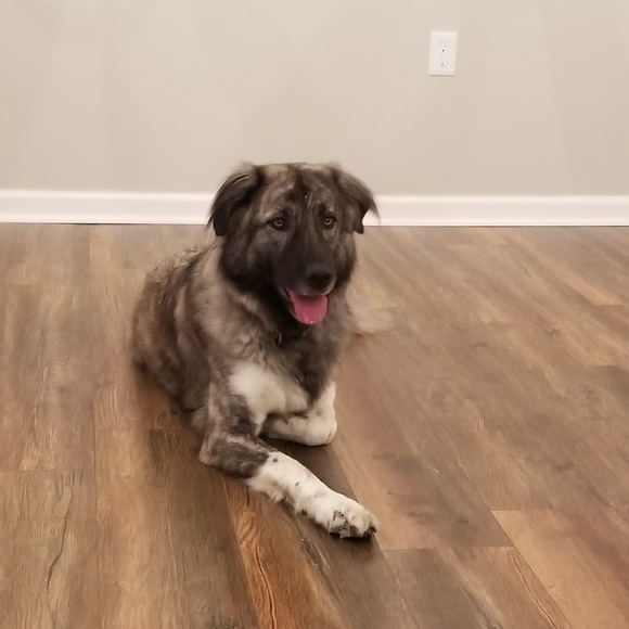 Meet your Posher, Rachel - Picture 4 of 4